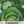 Savoy Perfection Cabbage Seeds For Planting (Brassica oleracea)