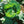 Late Flat Dutch Cabbage Seeds For Planting (Brassica oleracea)