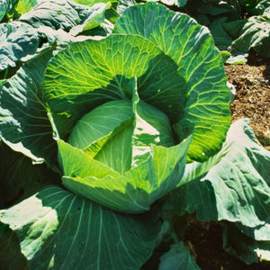 Late Flat Dutch Cabbage Seeds For Planting (Brassica oleracea)