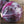 Red Acre Cabbage Seeds For Planting (Brassica oleracea)