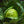 Early Round Dutch Cabbage Seeds For Planting (Brassica oleracea)