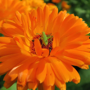 Balls Improved Orange Calendula (Calendula officinalis)