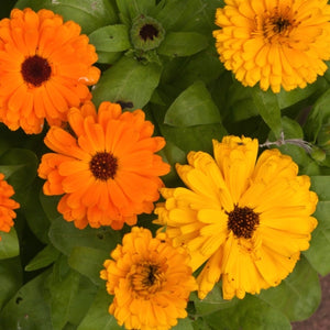 Calendula, Pacific Beauty Mixture (Calendula officinalis)