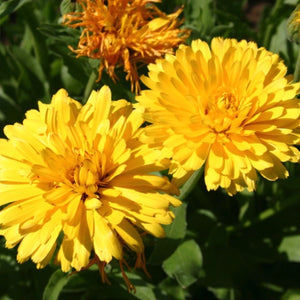Pacific Beauty Yellow Calendula (Calendula officinalis)
