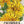 Pacific Beauty Yellow Calendula (Calendula officinalis)