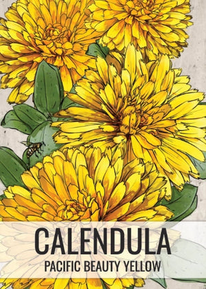Pacific Beauty Yellow Calendula (Calendula officinalis)