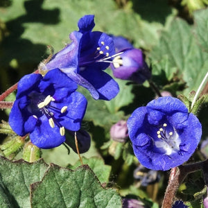 California Bluebell Seeds For Planting (Phacelia campanularia)