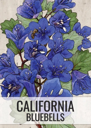 California Bluebell Seeds For Planting (Phacelia campanularia)