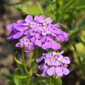Candytuft Seeds For Planting, Annual Mixture (Iberis umbellata)