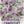Candytuft Seeds For Planting, Annual Mixture (Iberis umbellata)