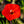 Cardinal Climber Seeds For Planting (Ipomoea quamoclit)