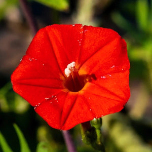 Cardinal Climber Seeds For Planting (Ipomoea quamoclit)