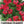 Cardinal Climber Seeds For Planting (Ipomoea quamoclit)