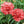 Grenadin Rose Carnation Seeds For Planting (Dianthus caryophyllus)