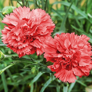 Grenadin Rose Carnation Seeds For Planting (Dianthus caryophyllus)