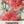 Grenadin Rose Carnation Seeds For Planting (Dianthus caryophyllus)