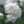 Grenadin White Carnation Seeds For Planting (Dianthus caryophyllus)