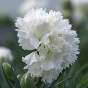 Grenadin White Carnation Seeds For Planting (Dianthus caryophyllus)