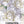Grenadin White Carnation Seeds For Planting (Dianthus caryophyllus)