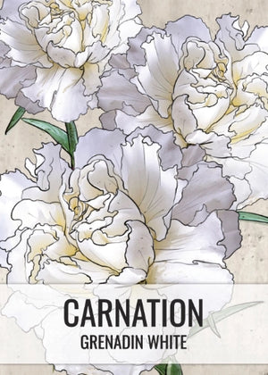 Grenadin White Carnation Seeds For Planting (Dianthus caryophyllus)