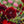 King of Blacks Carnation Seeds For Planting (Dianthus caryophyllus)