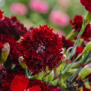 King of Blacks Carnation Seeds For Planting (Dianthus caryophyllus)