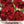 King of Blacks Carnation Seeds For Planting (Dianthus caryophyllus)
