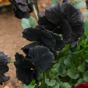 Black Pansy Seeds For Planting "Clear Crystals" (Viola x wittrockiana)