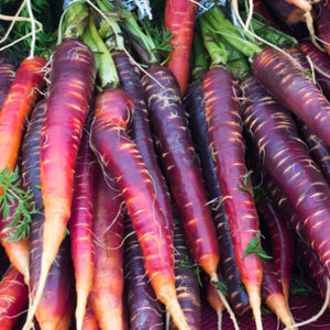 Cosmic Purple Carrot Seeds For Planting (Daucus carota)