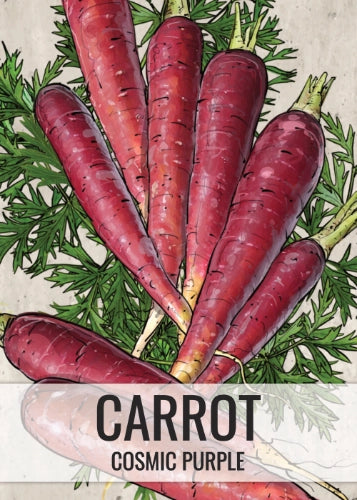 Cosmic Purple Carrot Seeds For Planting (Daucus carota)