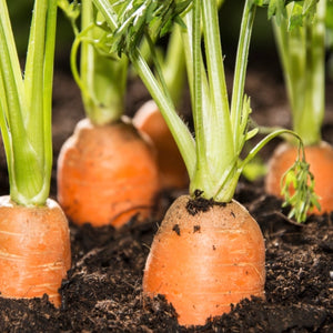 Danvers 126 Carrot Seeds For Planting (Daucus carota)