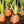 Imperator 58 Carrot Seeds For Planting (Daucus carota)