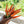 Little Finger Carrot Seeds For Planting (Daucus carota)