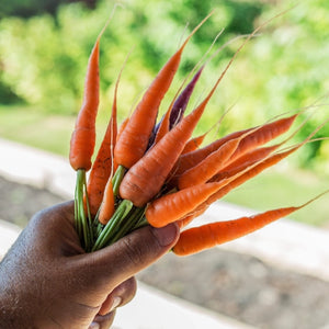 Little Finger Carrot Seeds For Planting (Daucus carota)