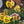 Rococo Pansy Seeds For Planting (Viola germania)