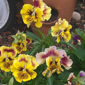 Rococo Pansy Seeds For Planting (Viola germania)