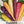 Rainbow Carrot Seeds For Planting (Daucus carota)