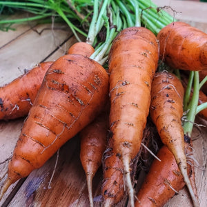 Red Core Chantenay Carrot Seeds For Planting (Daucus carota)