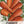 Red Core Chantenay Carrot Seeds For Planting (Daucus carota)