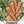 Royal Chantenay Carrot Seeds For Planting (Daucus carota)