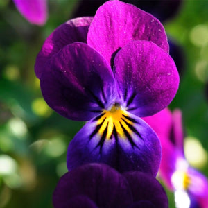 King Henry Viola Seeds For Planting (Viola cornuta)