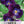 King Henry Viola Seeds For Planting (Viola cornuta)