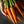 Scarlet Nantes Carrot Seeds For Planting (Daucus carota)