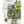 Thyme Herb Seeds For Planting (Thymus vulgaris)