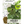 Arugula Herb Seeds For Planting (Eruca sativa)