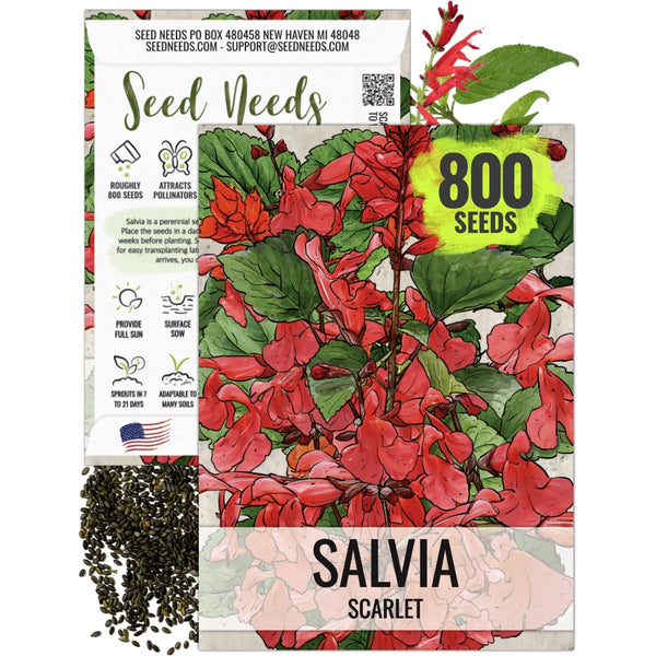 Scarlet Sage Seeds For Planting / Scarlet Salvia (Salvia coccinea)