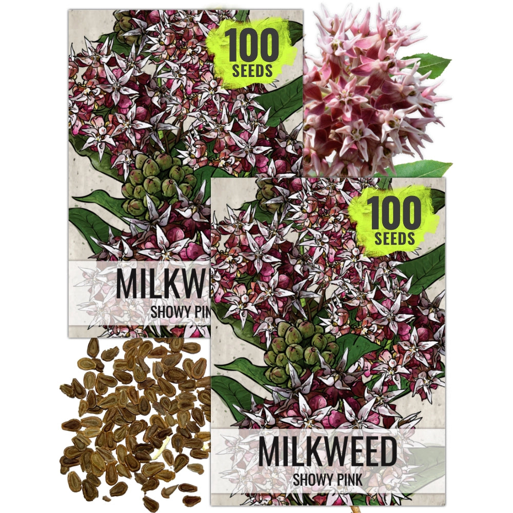 Showy Milkweed Seeds For Planting (Asclepias speciosa)