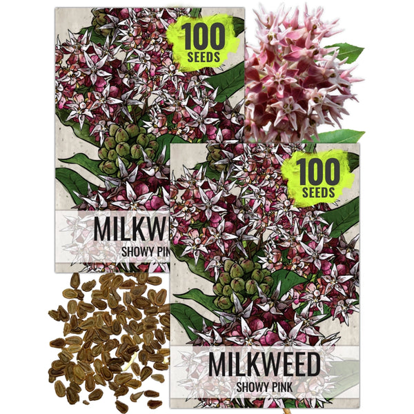 Showy Milkweed Seeds For Planting (Asclepias speciosa)