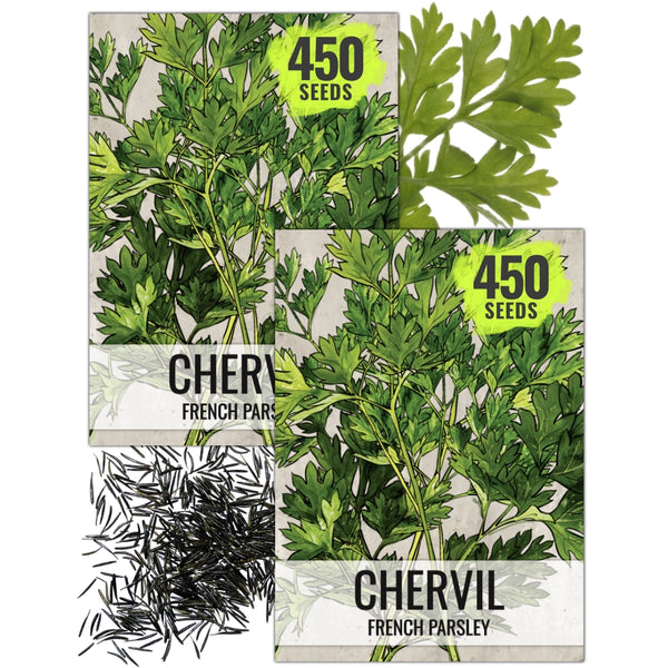 Chervil Herb Seeds For Planting (Anthriscus cerefolium)