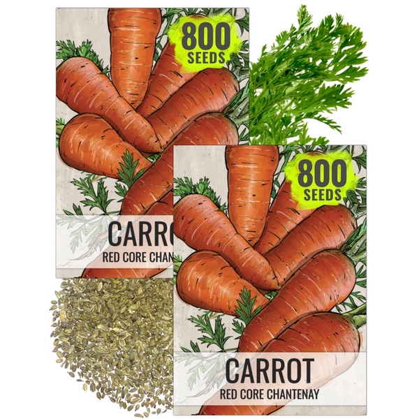 Red Core Chantenay Carrot Seeds For Planting (Daucus carota)